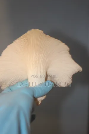 Oyster Mushroom Spawn Seed