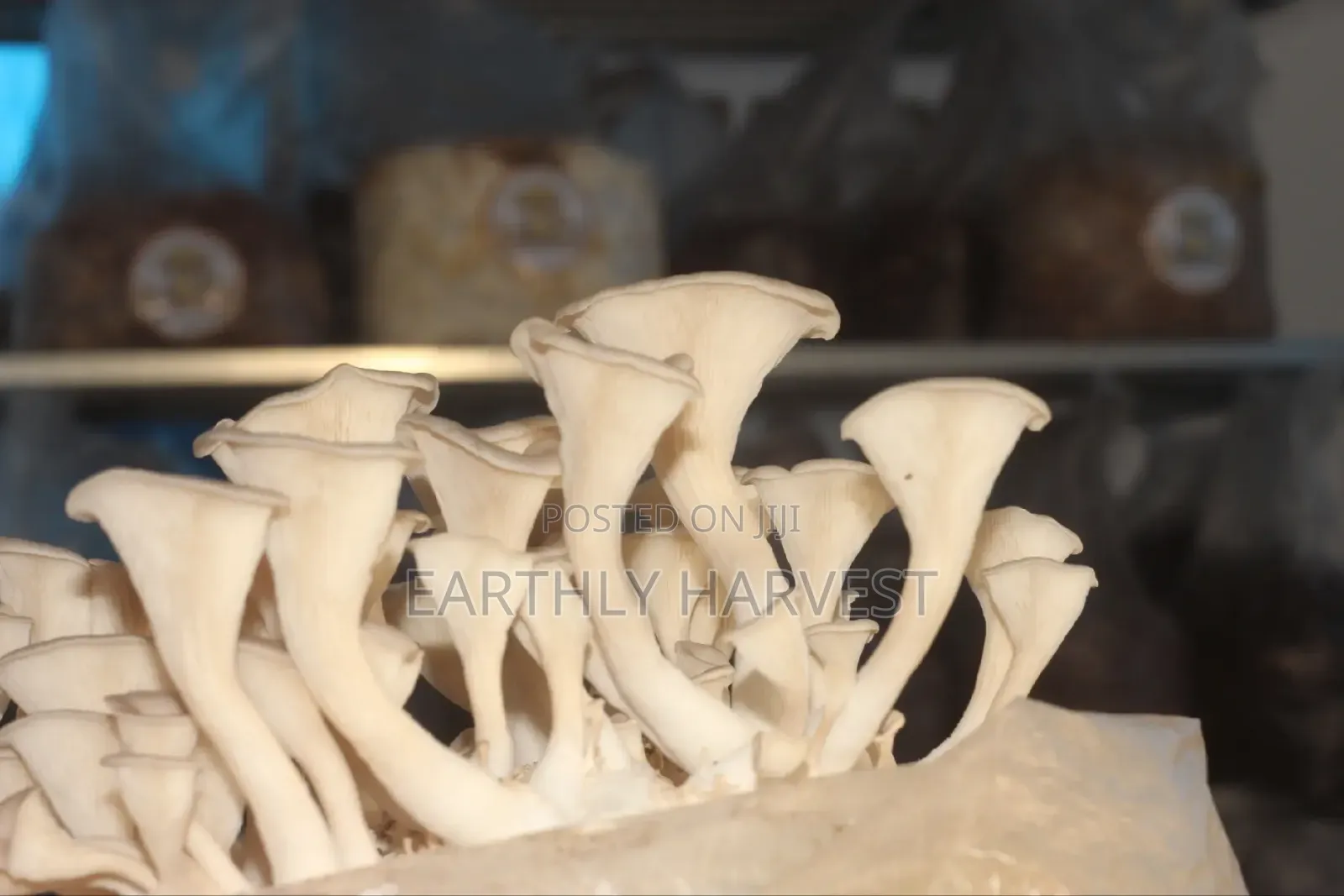 Oyster Mushroom Spawn Seed