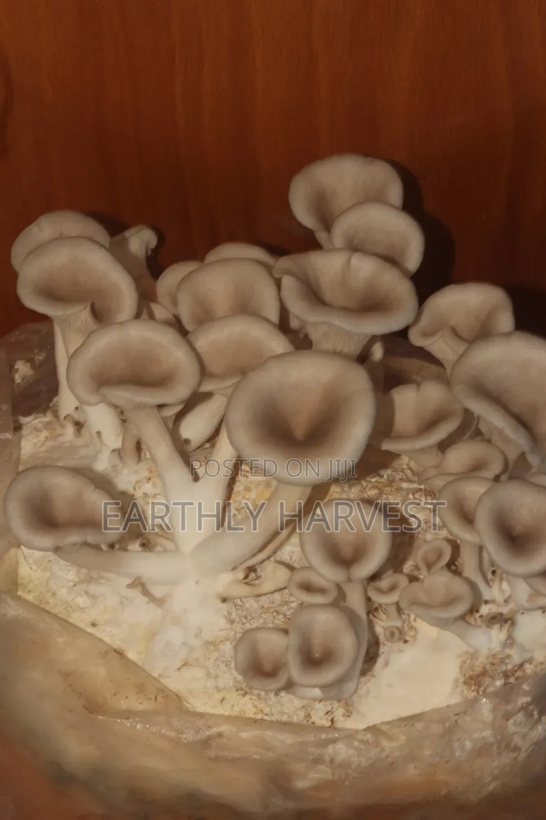 Oyster Mushroom Spawn Seed