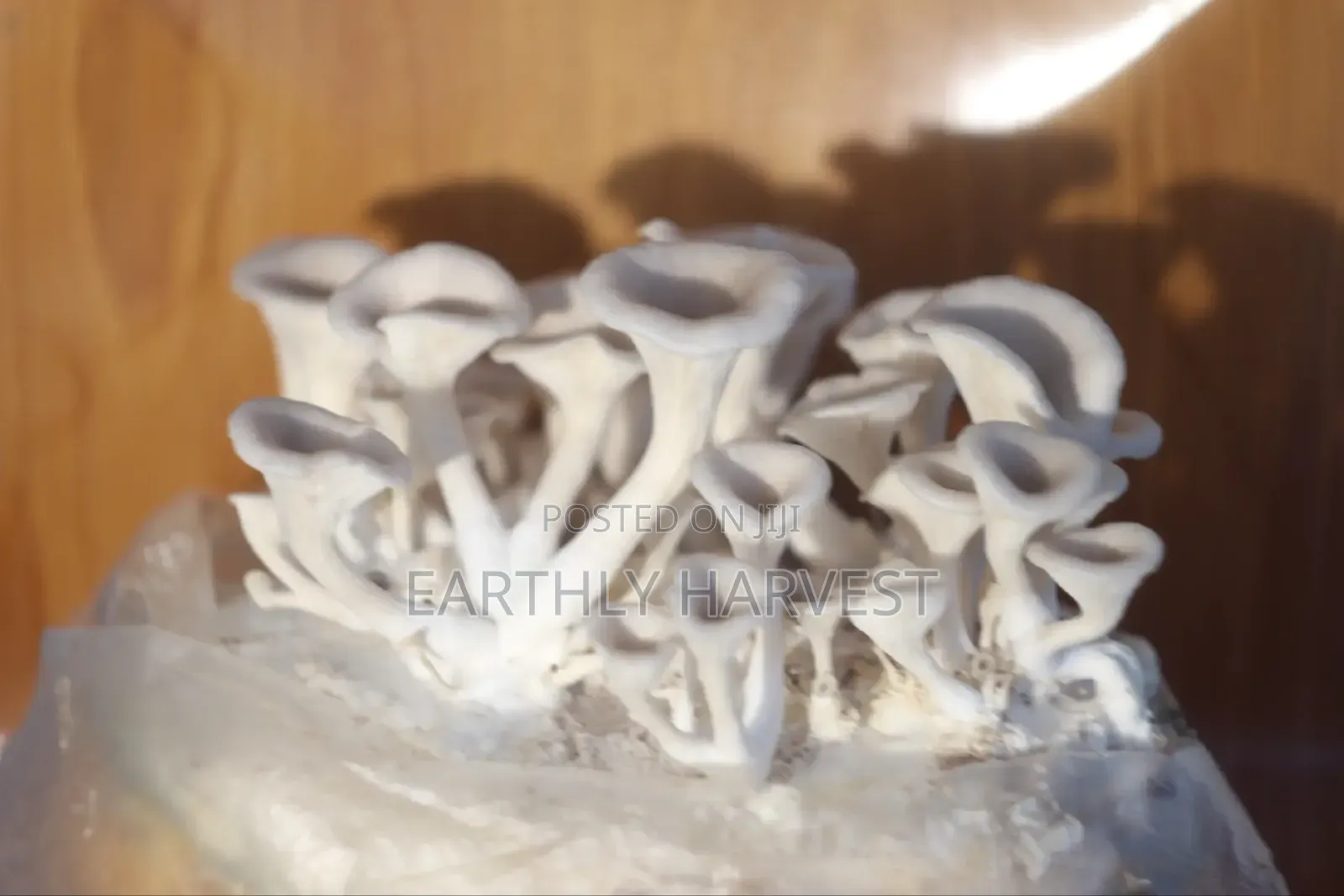 Oyster Mushroom Spawn Seed