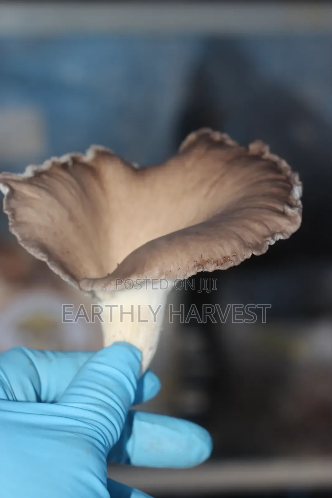 Oyster Mushroom Spawn Seed