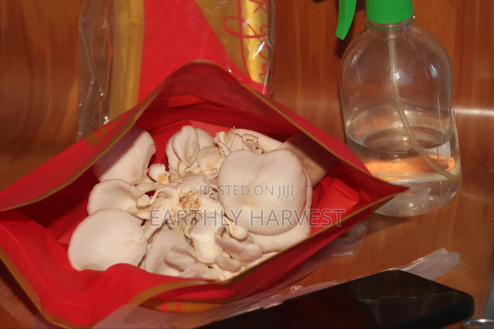 Oyster Mushroom Spawn Seed