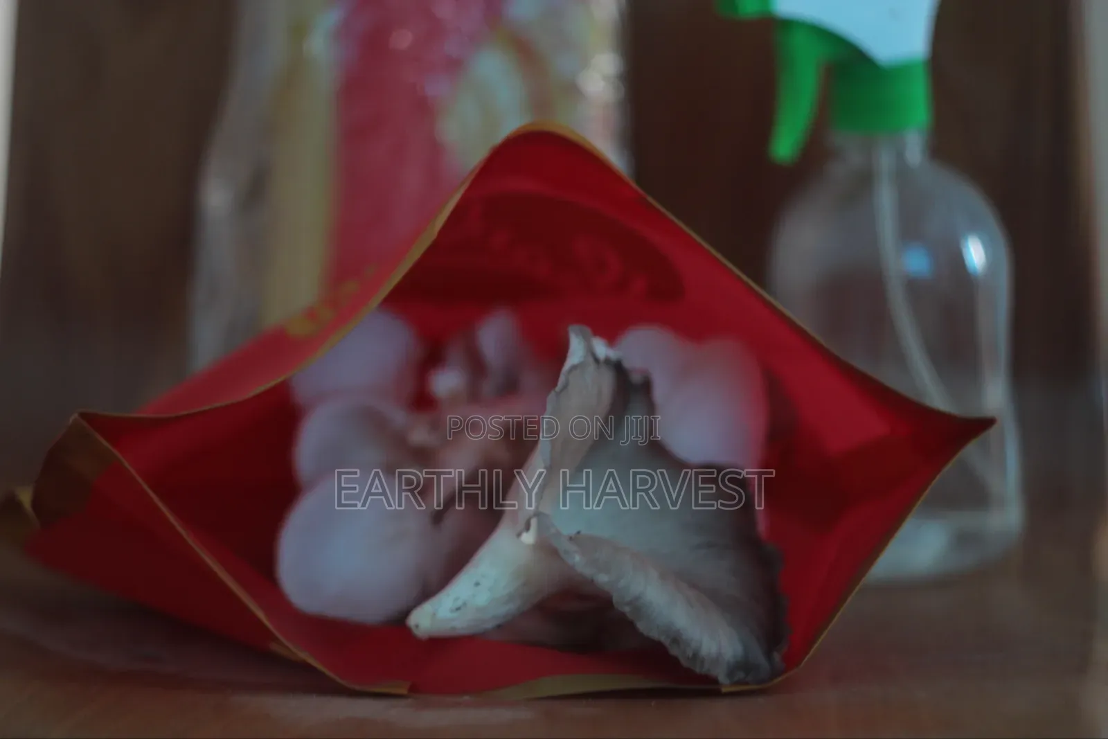 Oyster Mushroom Spawn Seed