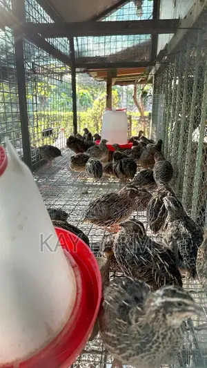 Quail Table Meat and Fresh Eggs for Sale