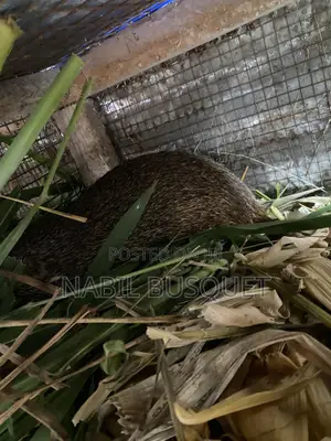 Farm Animal