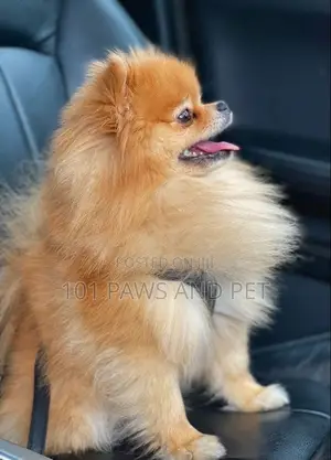 1-3 months Male Purebred Pomeranian