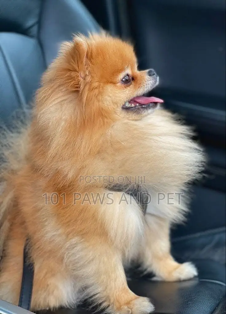 1-3 months Male Purebred Pomeranian