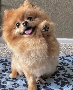 1-3 months Male Purebred Pomeranian
