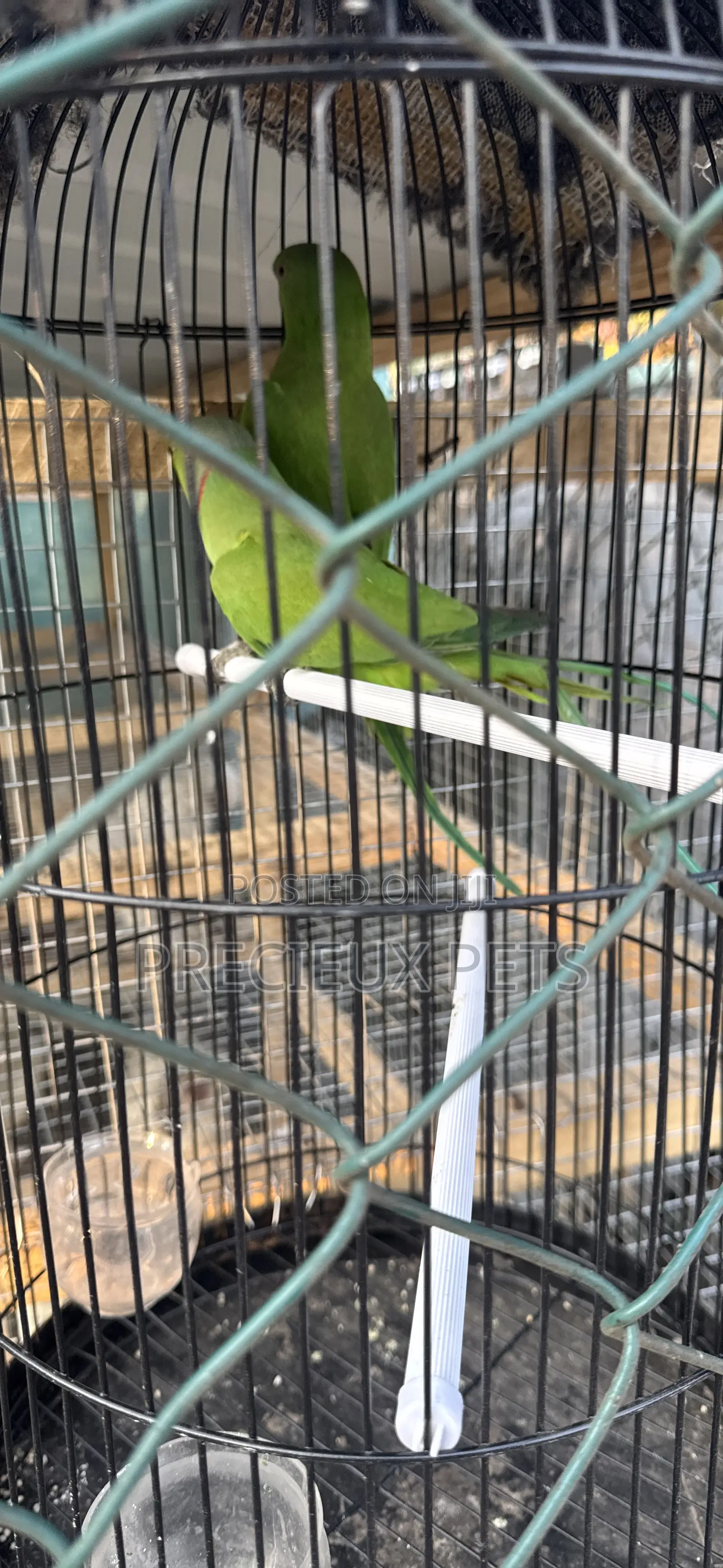 Younglings Longtail Parrots