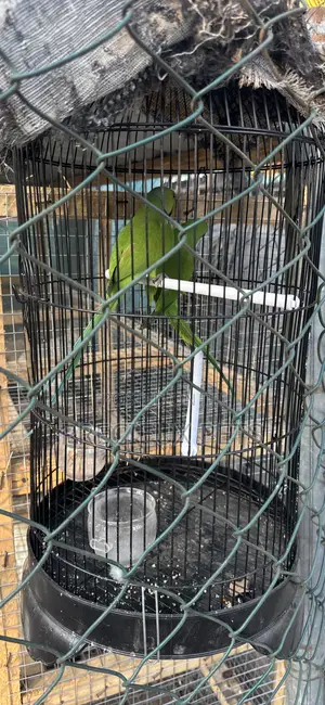 Younglings Longtail Parrots