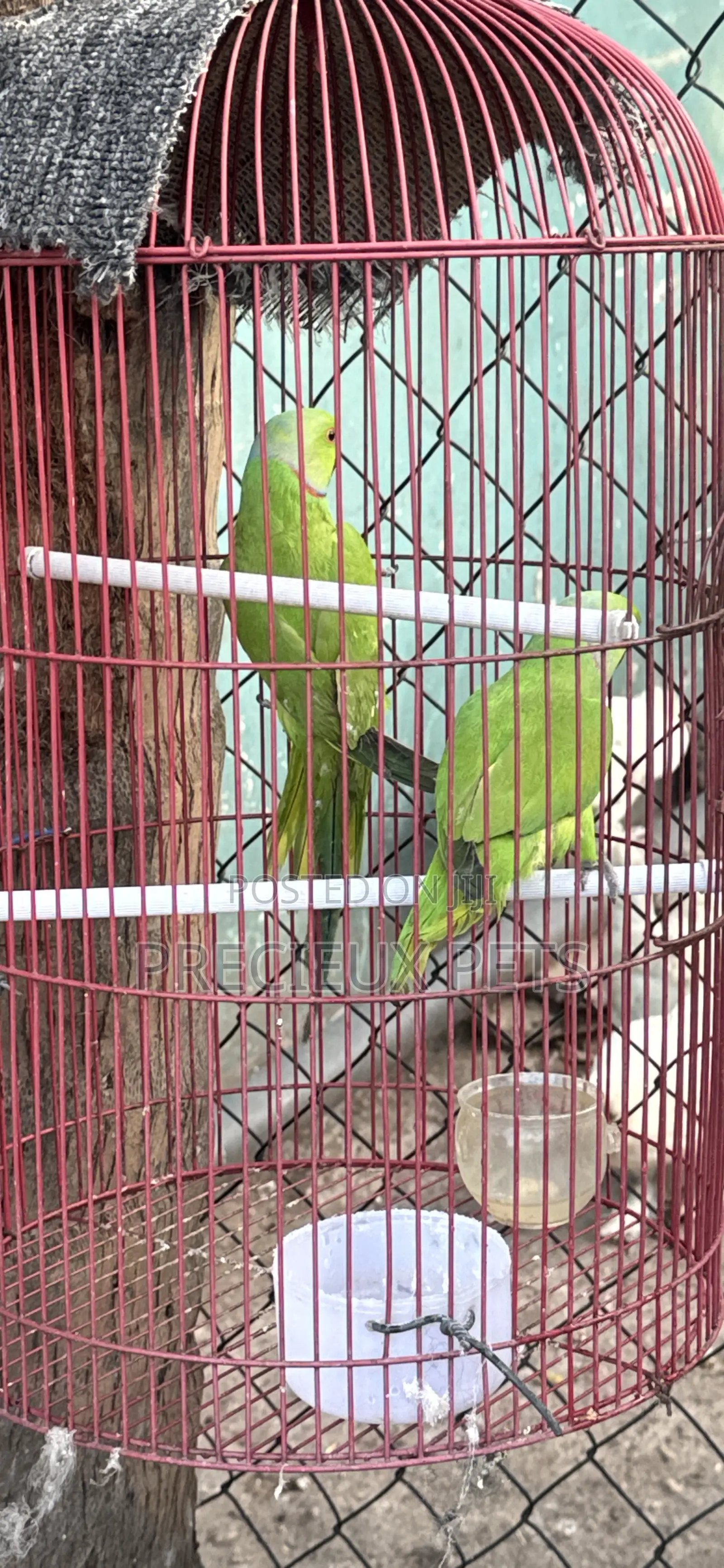 Tamed Ringneck/Longtail Parrot