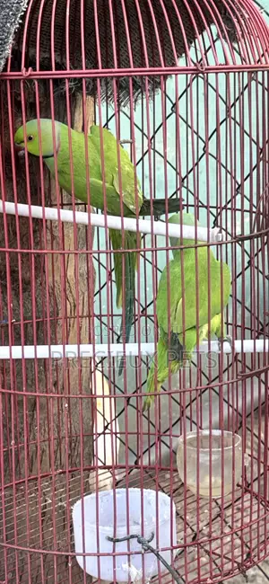 Tamed Ringneck/Longtail Parrot