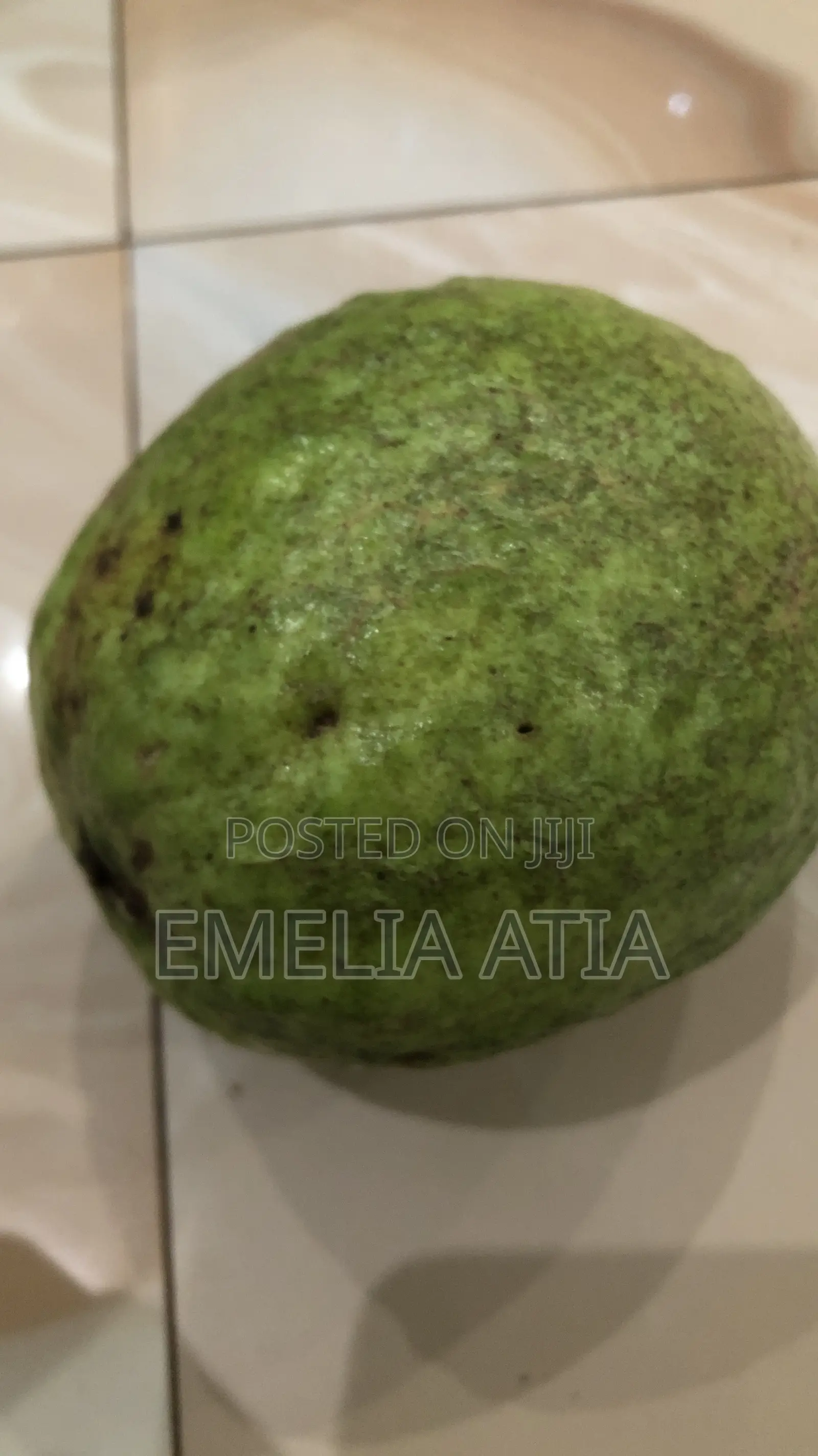 Aje Super Jumbo Guava Seedlings