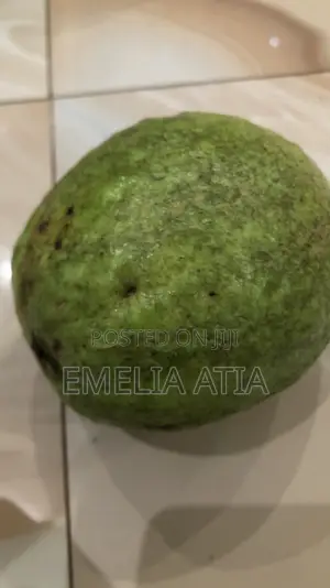 Aje Super Jumbo Guava Seedlings