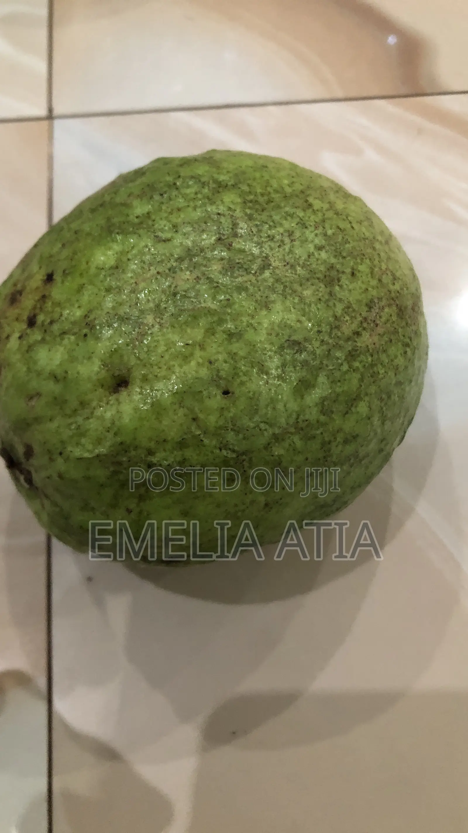 Aje Super Jumbo Guava Seedlings