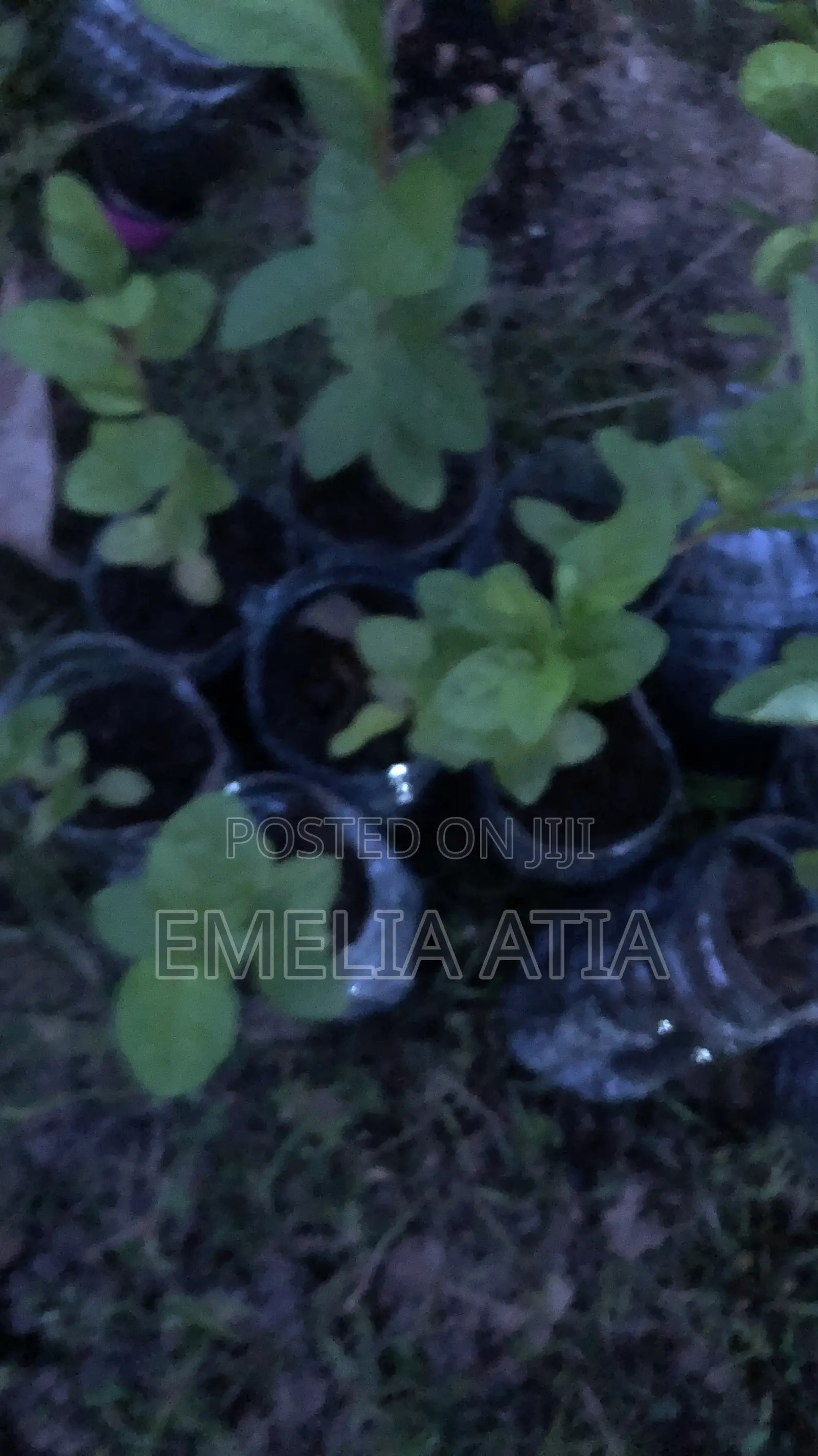 Aje Super Jumbo Guava Seedlings