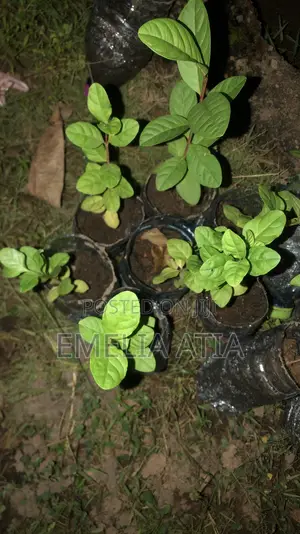 Aje Super Jumbo Guava Seedlings
