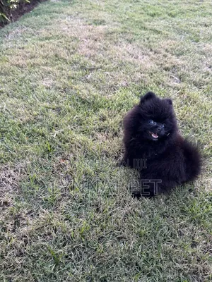 1-3 months Female Purebred Pomeranian
