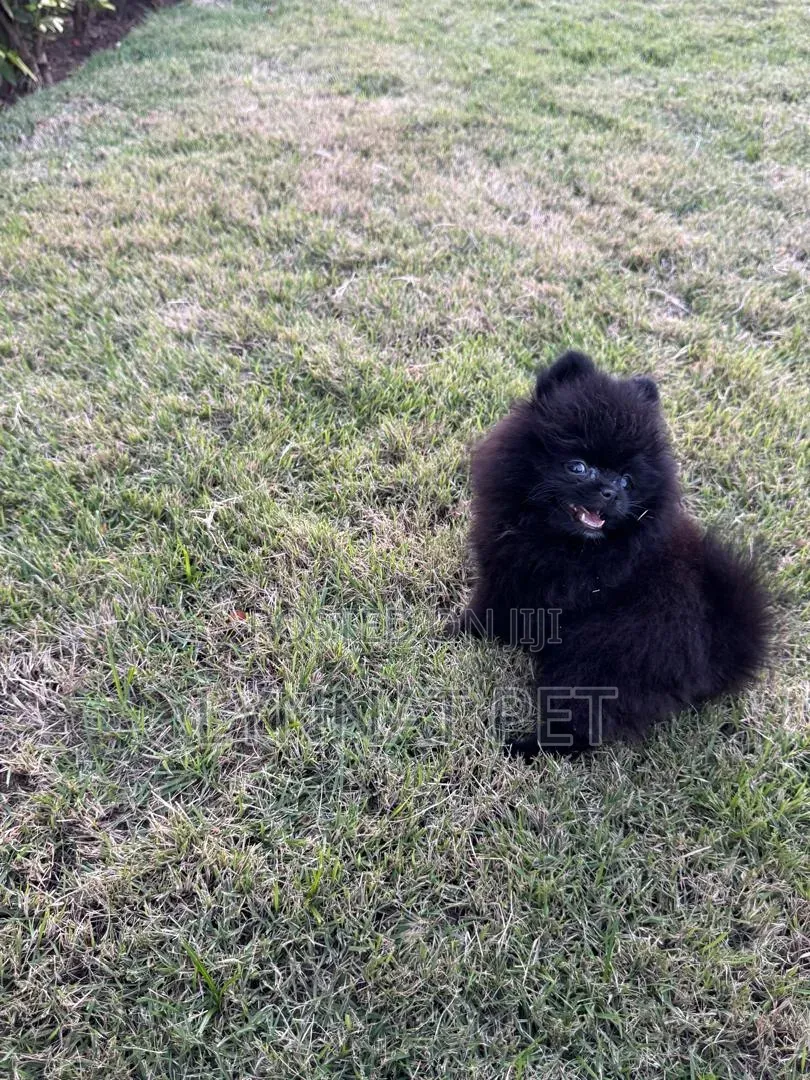 1-3 months Female Purebred Pomeranian