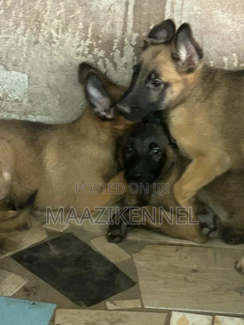1-3 months Female Purebred Belgian Malinois