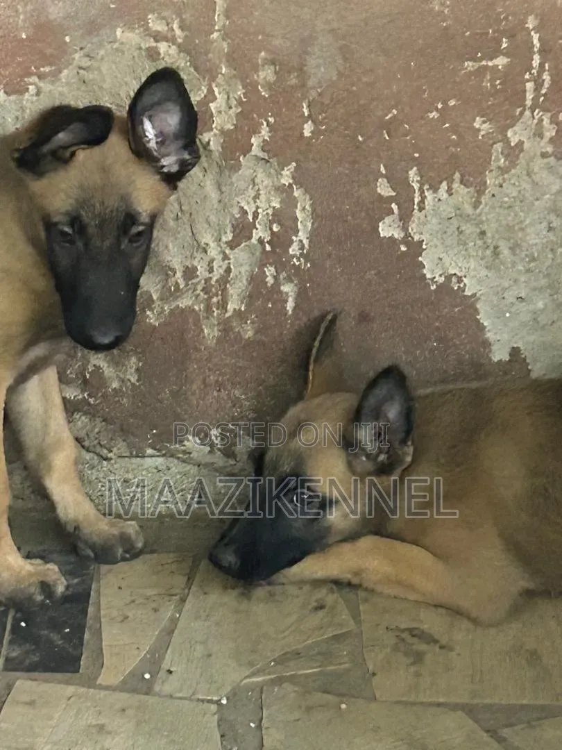 1-3 months Female Purebred Belgian Malinois