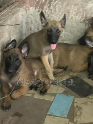 1-3 months Female Purebred Belgian Malinois
