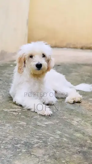 1+ year Female Purebred Maltese