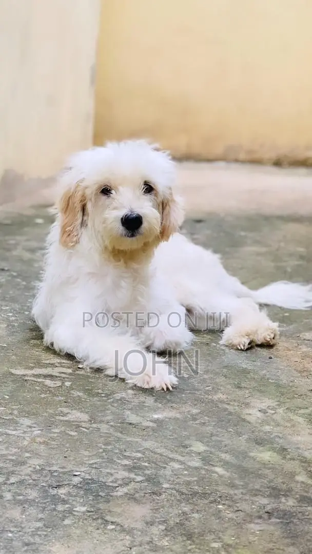 1+ year Female Purebred Maltese