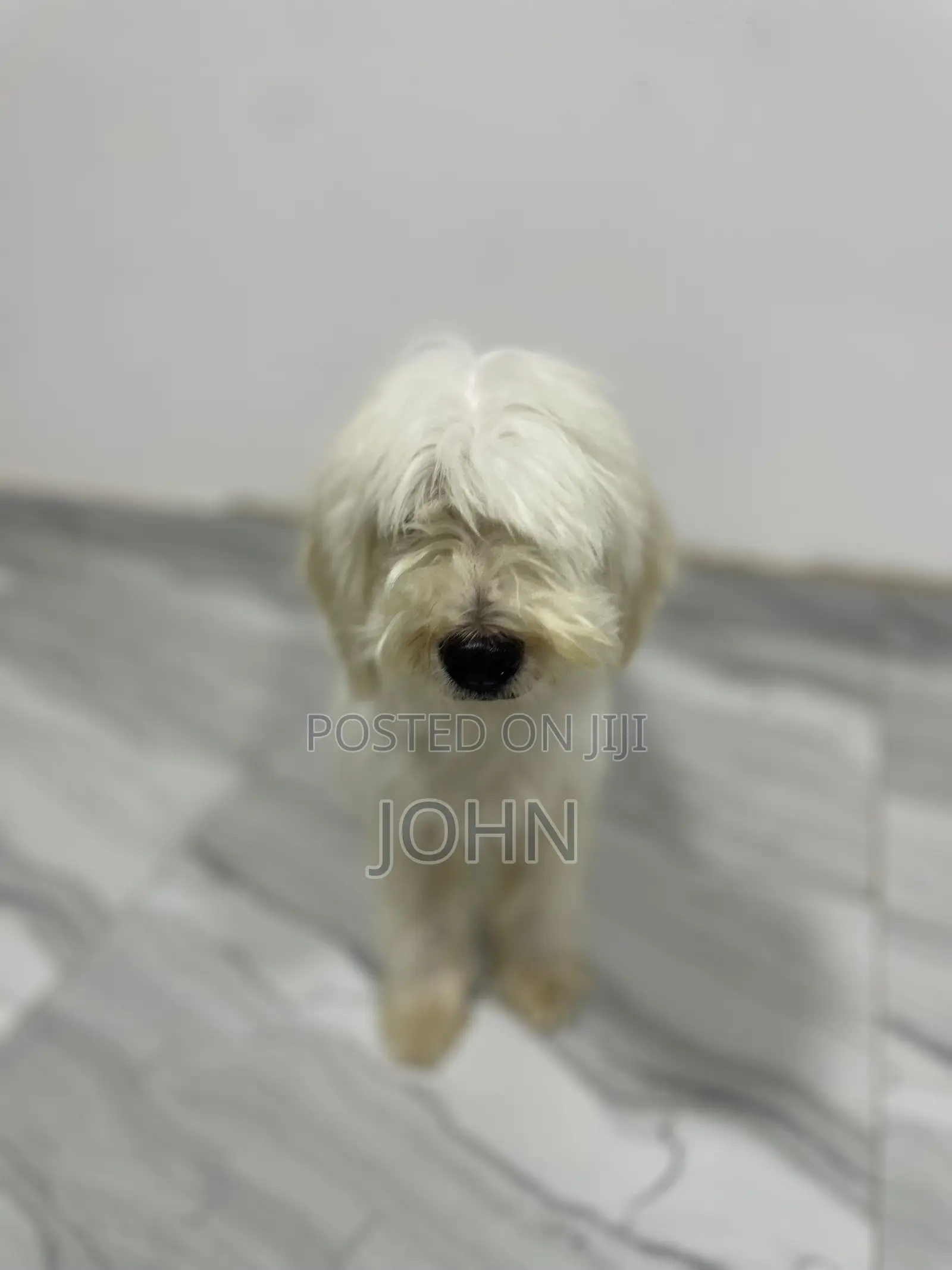 1+ year Female Purebred Maltese