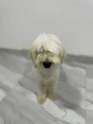 1+ year Female Purebred Maltese