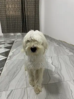 1+ year Female Purebred Maltese