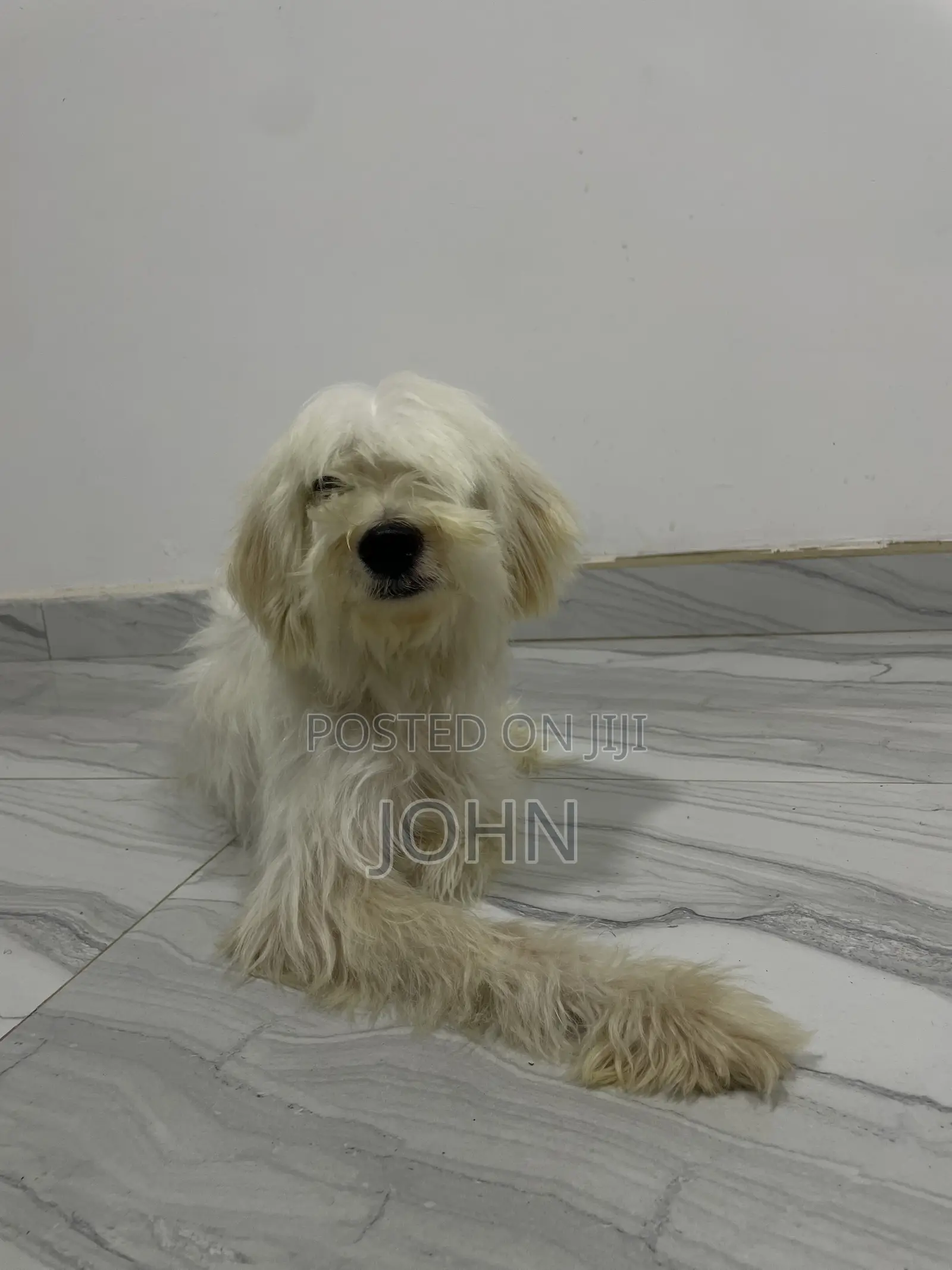 1+ year Female Purebred Maltese