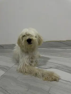 1+ year Female Purebred Maltese