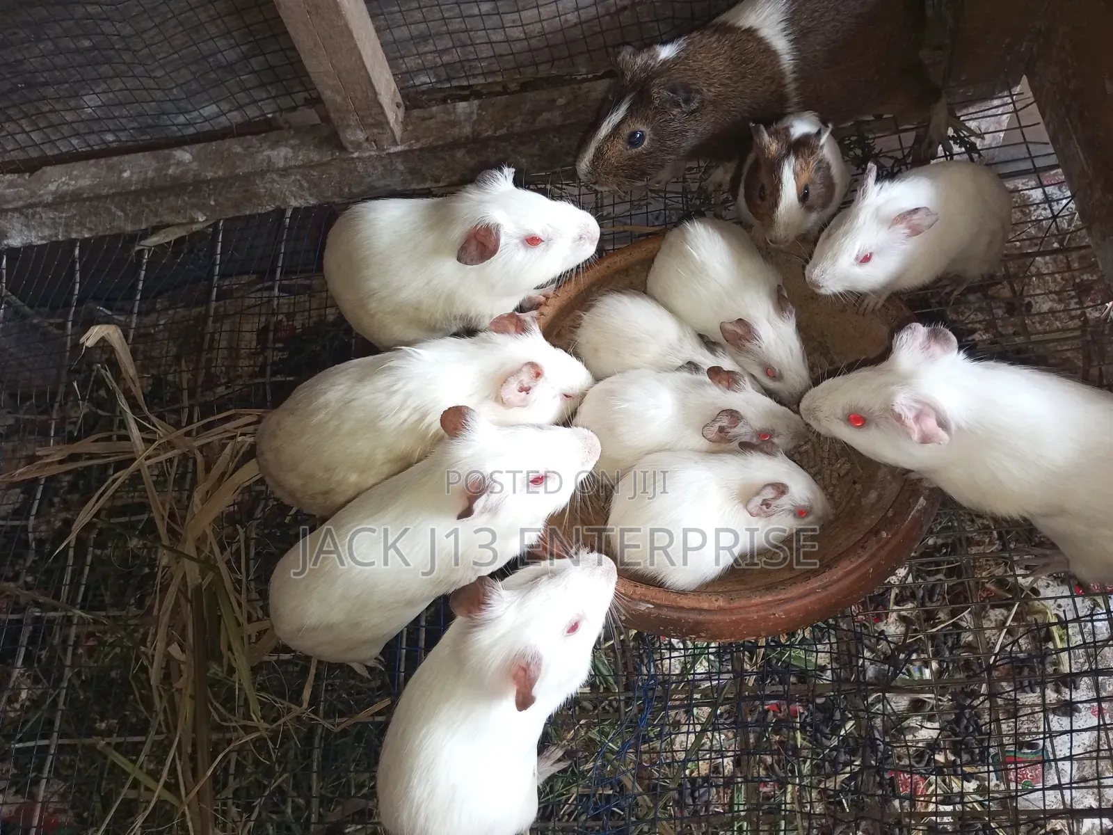 Guinea Pigs