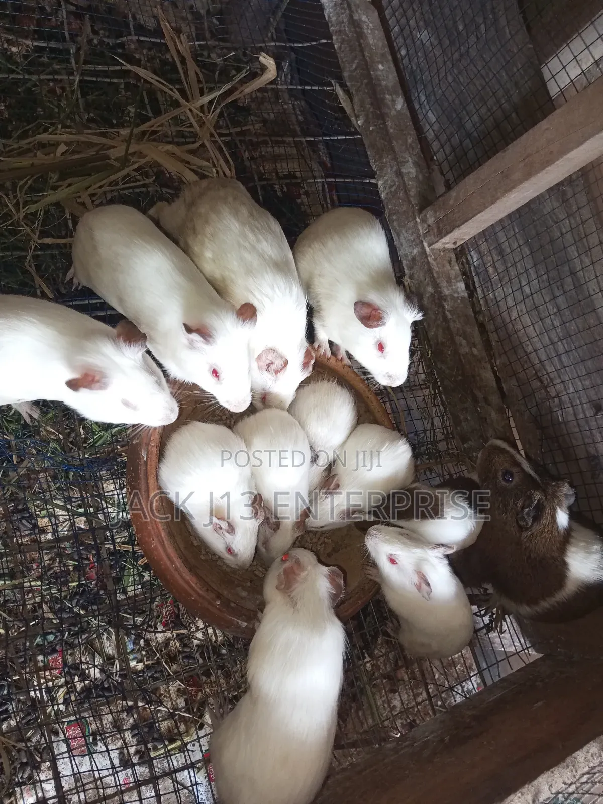 Guinea Pigs