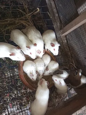 Guinea Pigs
