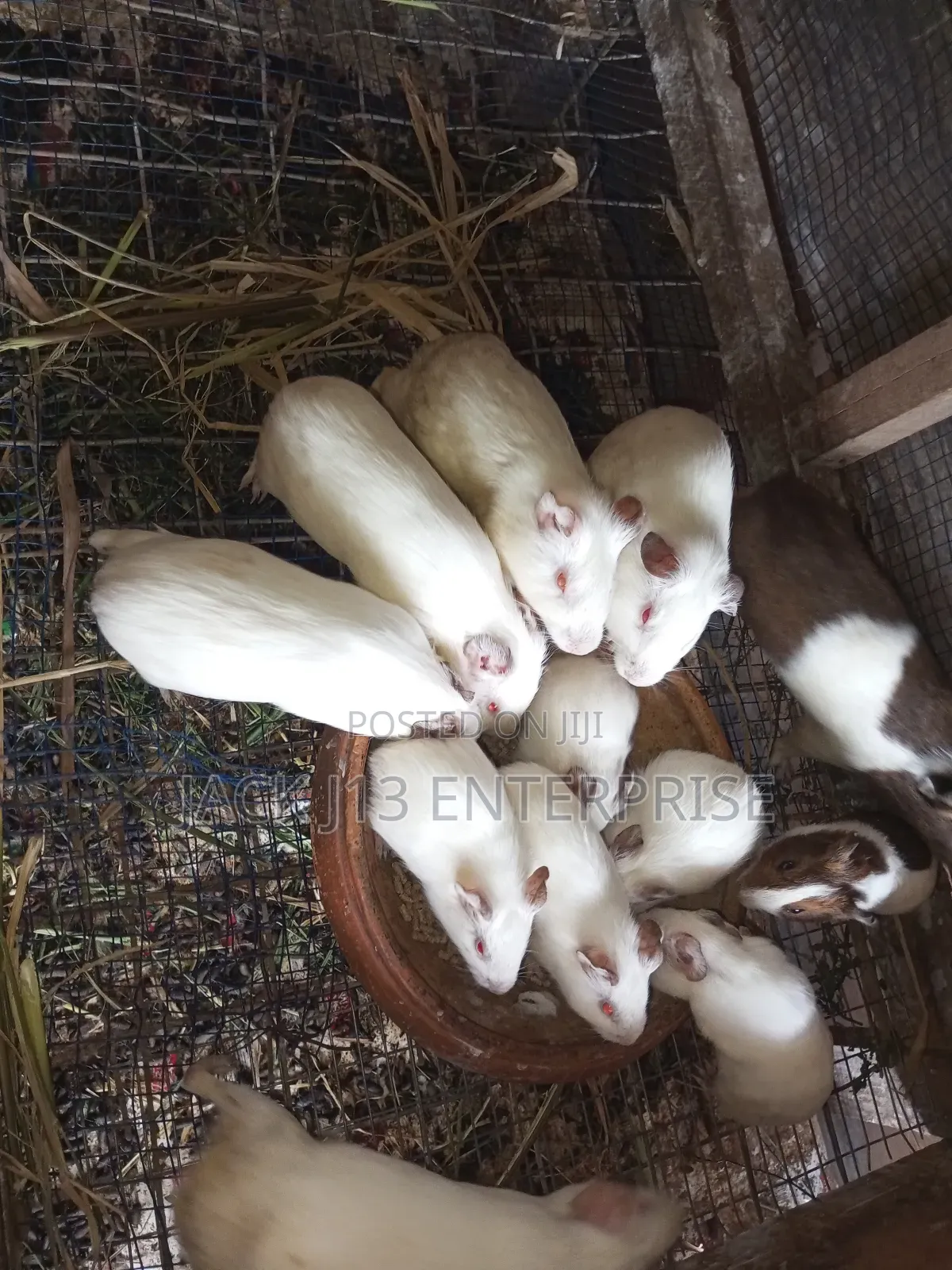 Guinea Pigs