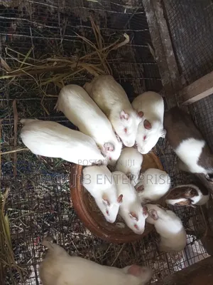 Guinea Pigs