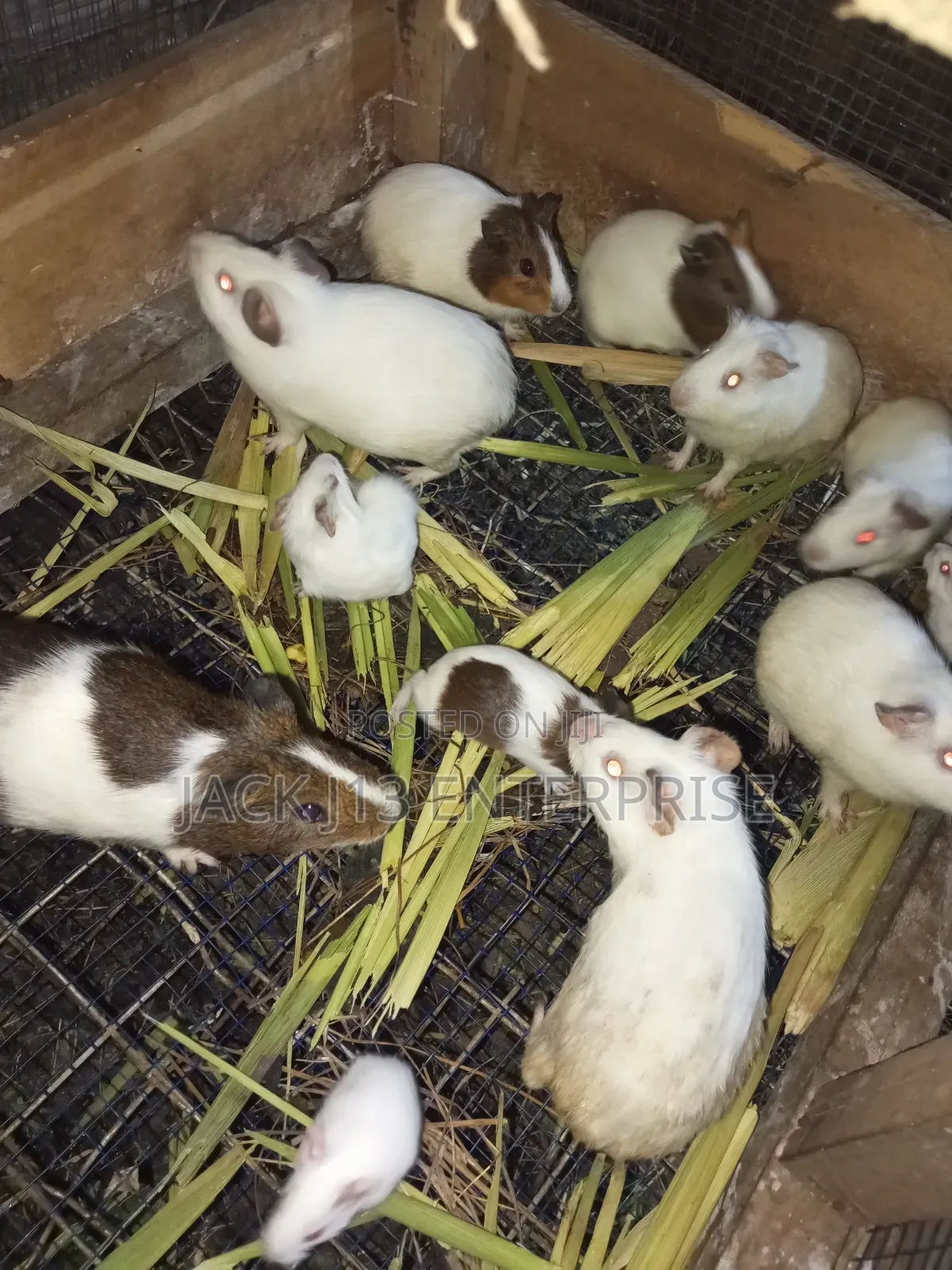 Guinea Pigs