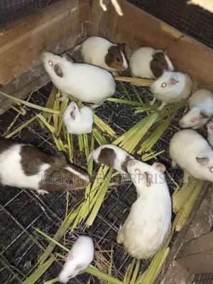 Guinea Pigs