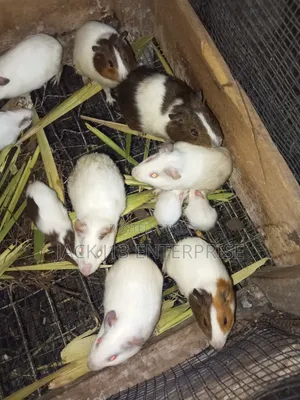 Guinea Pigs