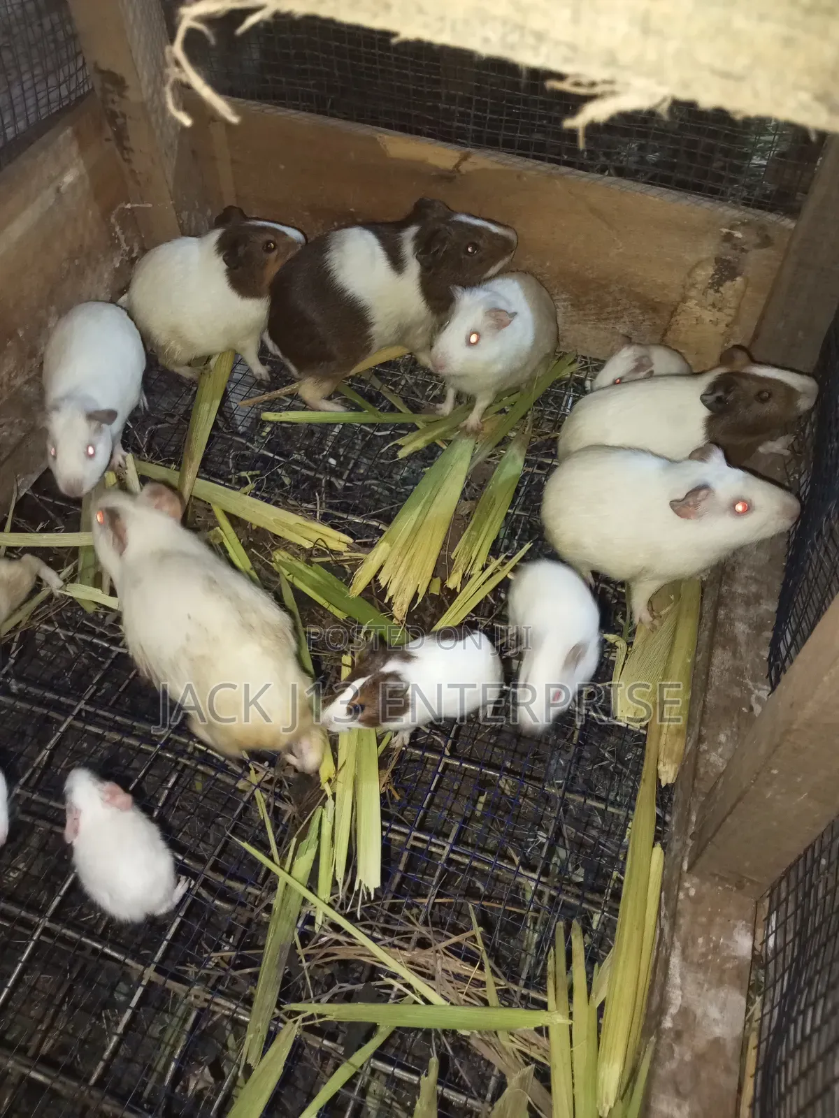 Guinea Pigs