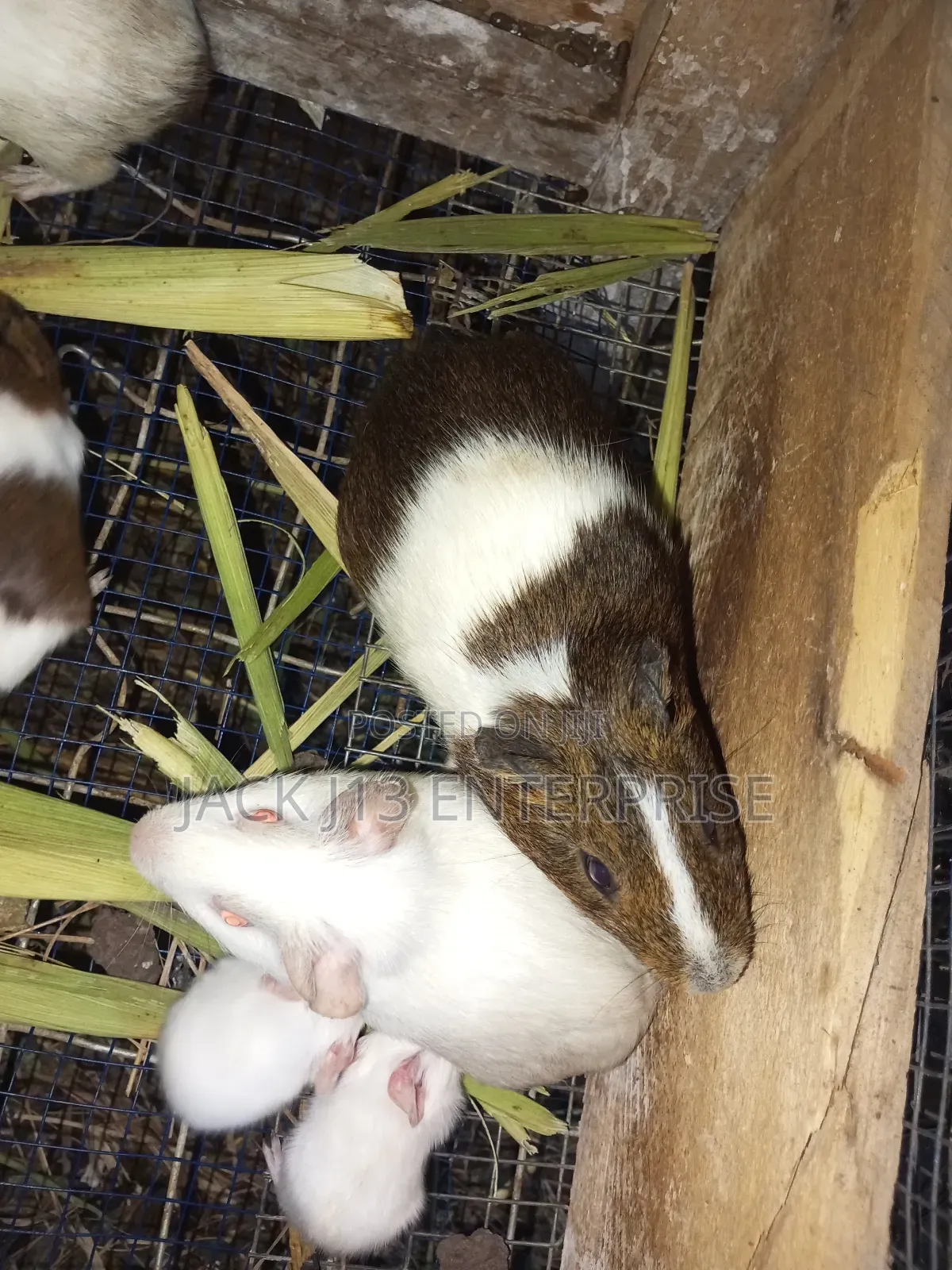 Guinea Pigs