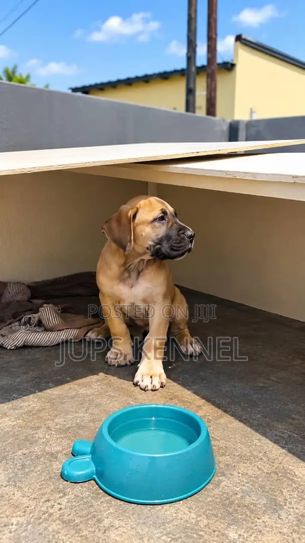 1-3 months Female Purebred Boerboel