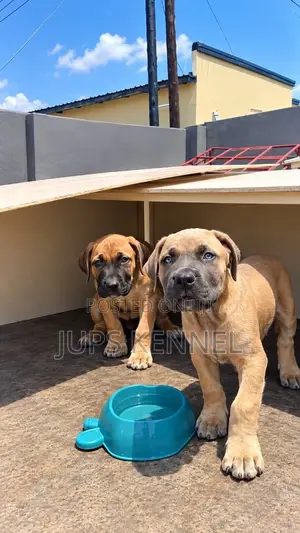 1-3 months Female Purebred Boerboel