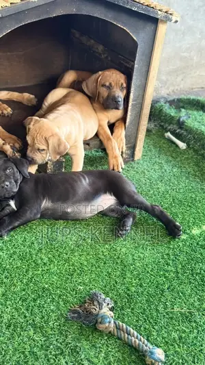 1-3 months Female Purebred Boerboel