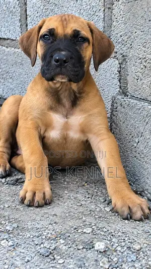 1-3 months Male Purebred Boerboel