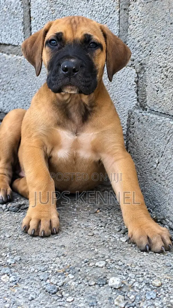 1-3 months Male Purebred Boerboel