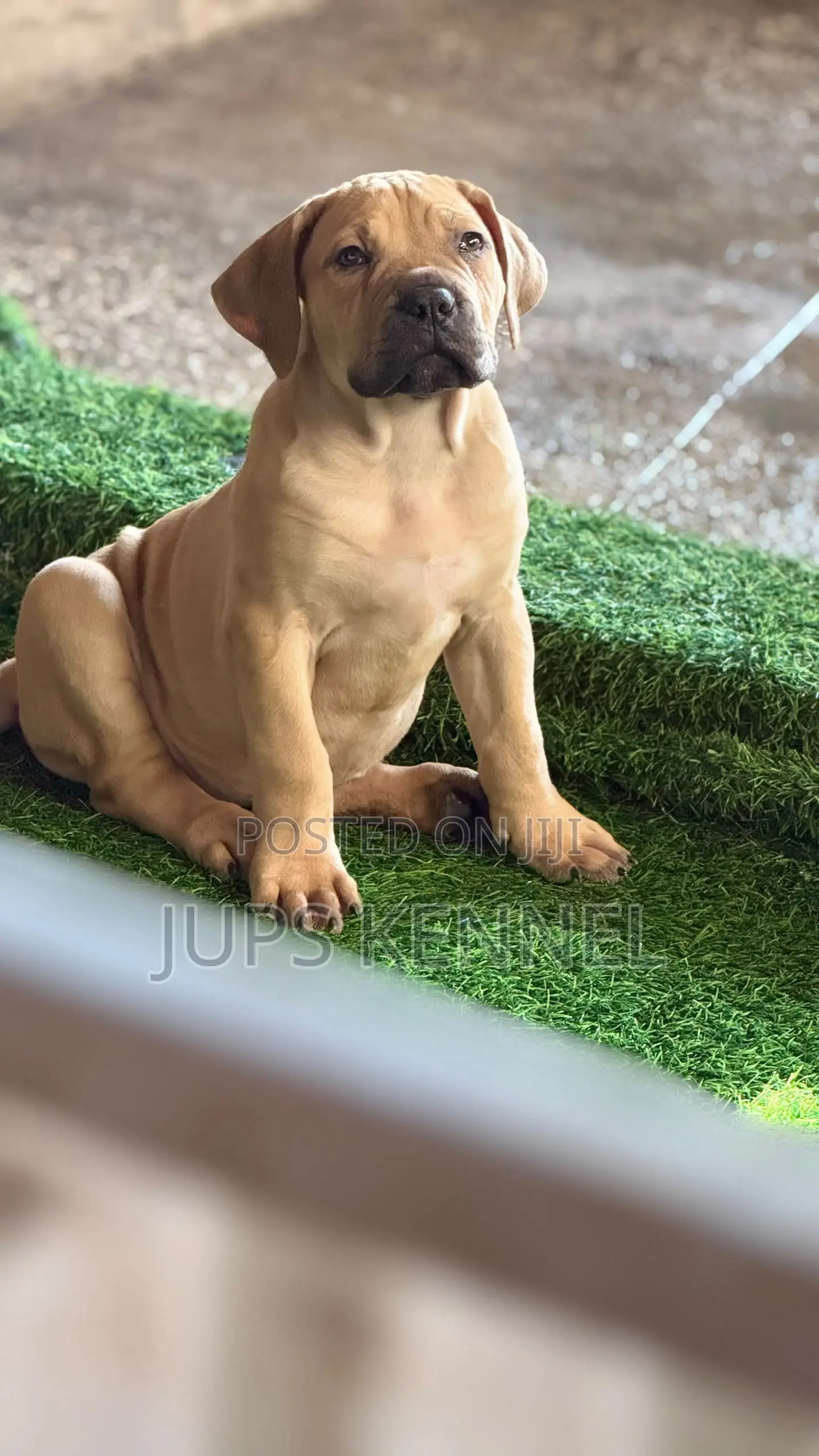1-3 months Female Purebred Boerboel