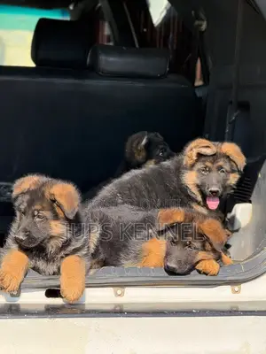 1-3 months Female Purebred German Shepherd